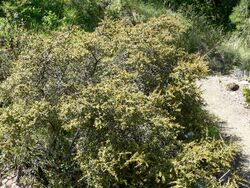 Rhamnus crocea 1.jpg