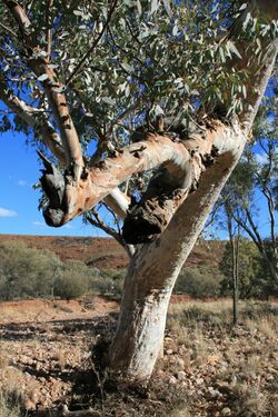 RiverRedGum CentralAustralia.JPG