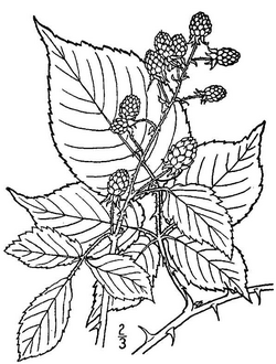 Rubus allegheniensis (Allegheny blackberry).png