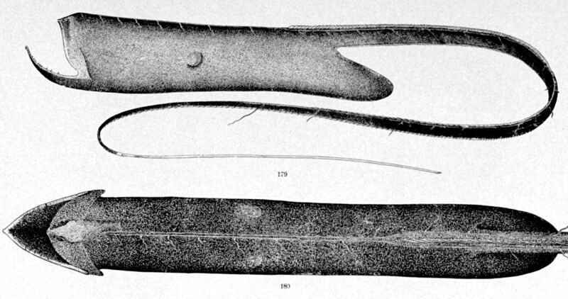 File:Saccopharynx ampullaceus drawing.jpg