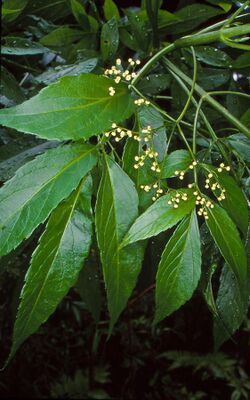 Sambucus australasica.jpg