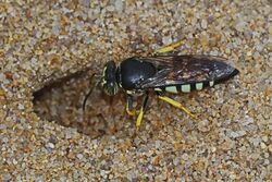 Sand Wasp - Bicyrtes quadrifasciatus, Leesylvania State Park, Woodbridge, Virginia.jpg