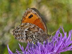 Satyrinae - Erebia montana-001.jpg