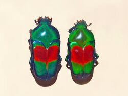 Scarabaeidae - Ischiopsopha jamesi.JPG