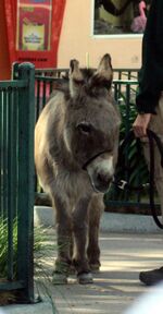 Scicilian Donkey.jpg