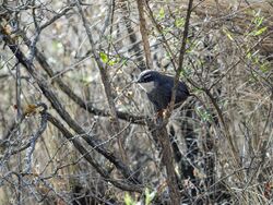 Scytalopus zimmeri - Zimmer's Tapaculo 2.jpg