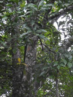 Semecarpus auriculata-3-chemungi hill-kerala-India.jpg