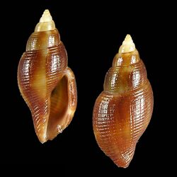 Shell Daphnella janae.jpg