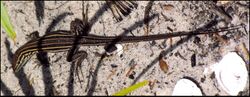 Six-lined Racerunner, Coconut Point.jpg