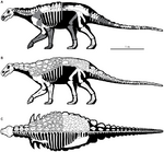 Skeletal reconstruction of Europelta.png