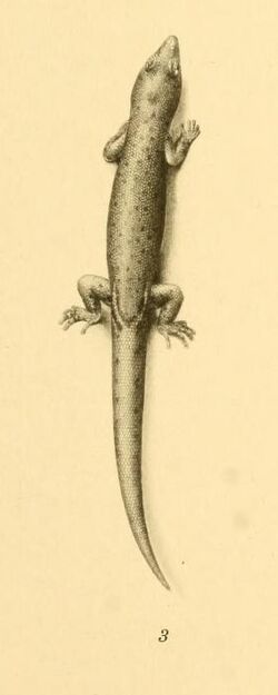 Sphaerodactylus vincenti 01-Barbour 1921.jpg