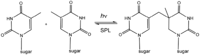 Spore photoproduct lyase (reaction diagram).png