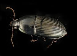 Stenocrepis mexicana, u, maryland, cove point, back 2017-01-13-10.39.46 ZS PMax UDR (31524066523).jpg