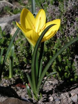 Sternbergia lutea MILAN.jpg