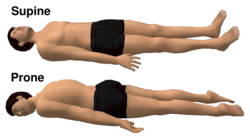 Supine and prone diagrams-en.svg