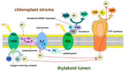 Thylakoid membrane 3.svg