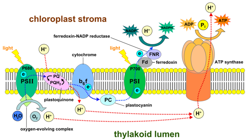 File:Thylakoid membrane 3.svg