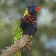 A green parrot with a black head and underside, and a dark blue face