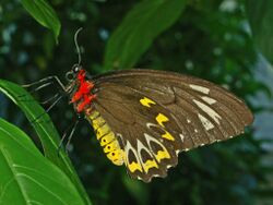 Troides euphorion - female - Cairns Birdwing.-14.JPG