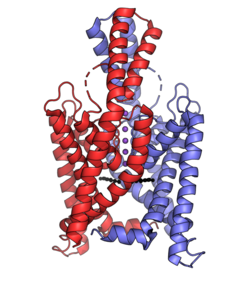 Two-pore domain potassium channel K2P1 PDB-3ukm.png