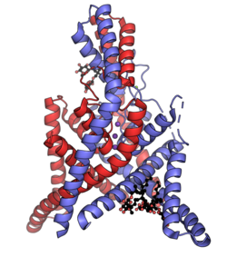 Two-pore domain potassium channel K2P2 PDB-4twk.png