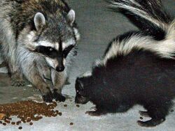 Urban raccoon and skunk.JPG