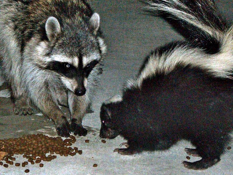File:Urban raccoon and skunk.JPG