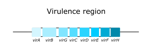 A diagram showing the composition of the vir region of Ti plasmids