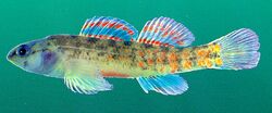 Watercress Darter.jpg