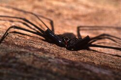 Whip Spider (Phrynus whitei) (36733423705).jpg