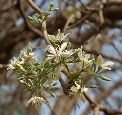 Wrightia tinctoria in Hyderabad W IMG 7505.jpg