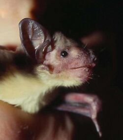 Yellow bat Scotophilus.jpg