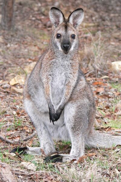 File:Young red necked wallaby.jpg