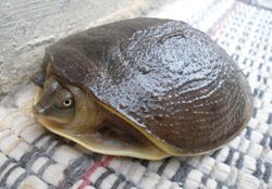 (Lissemys punctata) Indian flap shell Turtle 04.JPG