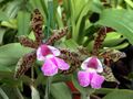 A and B Larsen orchids - Cattleya aclandiae DSCN0548.JPG