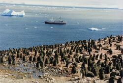 Chicks in Antarctica, with MS Explorer and icebergs in the background