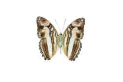 Adelpha melona v.png