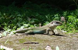 Ameiva praesignis.jpg