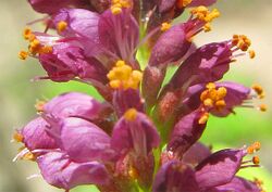 Amorpha fruticosa-flowers.jpg
