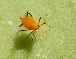 Aphid May 2010-5.jpg