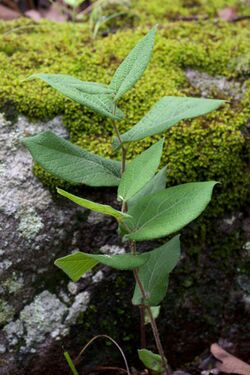 Aristolochia reticulata.jpg