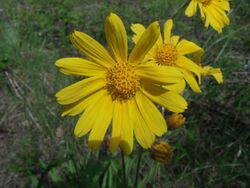 Arnica lonchophylla.jpg