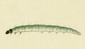 Avaria hyerana larva.jpg
