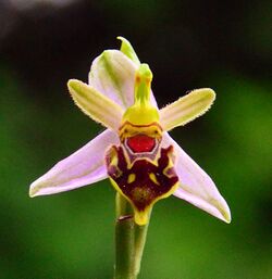 Bee Orchid.jpg