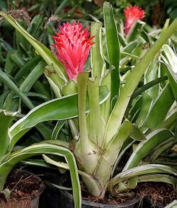 Billbergia pyramidalis in Hyderabad Nursery W IMG 0428.jpg