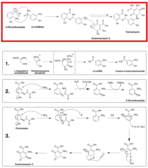 Biosynthesis of Farinamycin.png