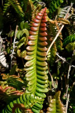 Blechnum penna-marina 2.jpg