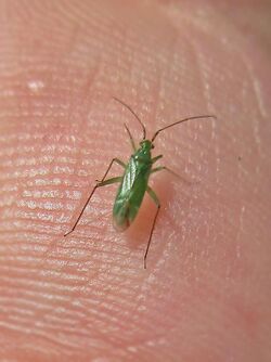 Blepharidopterus angulatus (Miridae sp.), Arnhem, the Netherlands - 2.jpg