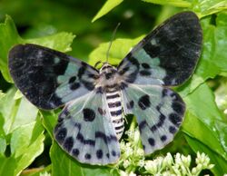 Blue Tiger Moth (False Tiger Moth) Dysphania percota. (6334518966).jpg