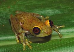 Boophis viridis01.jpg